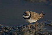 DPPhotography - Mallorca - Little ringed plover - D