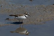 DPPhotography - Mallorca - Little ringed plover - H