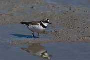 DPPhotography - Mallorca - Little ringed plover - I