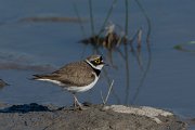 DPPhotography - Mallorca - Little ringed plover - J
