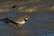 DPPhotography - Mallorca - Little ringed plover - K