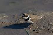 DPPhotography - Mallorca - Little ringed plover - L