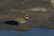 DPPhotography - Mallorca - Little ringed plover - O