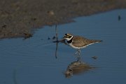 DPPhotography - Mallorca - Little ringed plover - P
