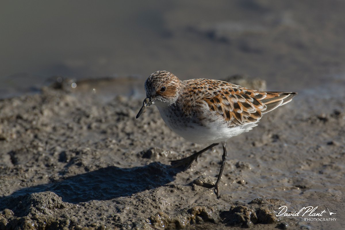 DPPhotography - Mallorca - Little stint - F.jpg - Little stint - s'Albufera, Mallorca