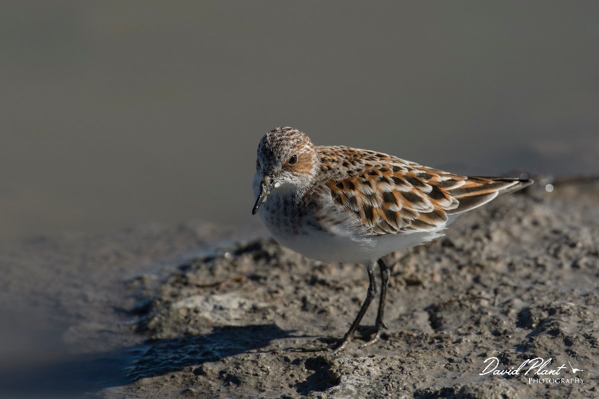 DPPhotography - Mallorca - Little stint - G.jpg - Little stint - s'Albufera, Mallorca