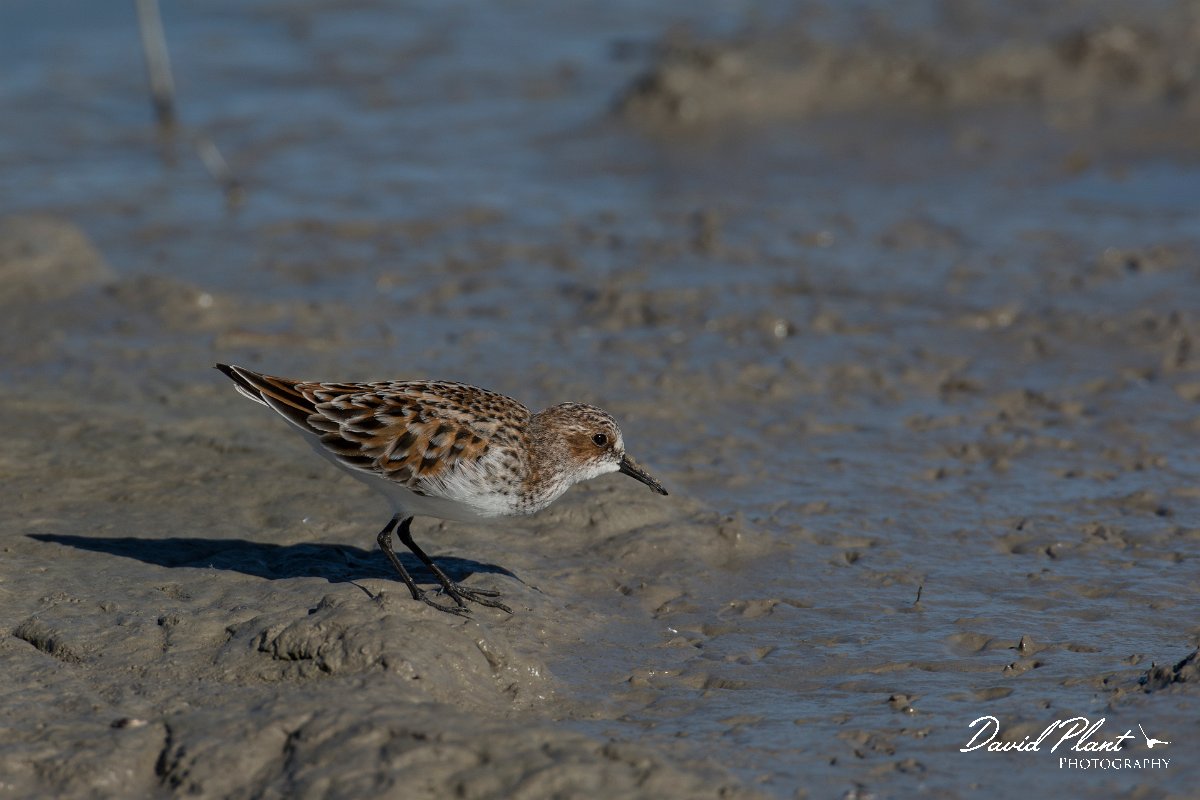 DPPhotography - Mallorca - Little stint - L.jpg - Little stint - s'Albufera, Mallorca
