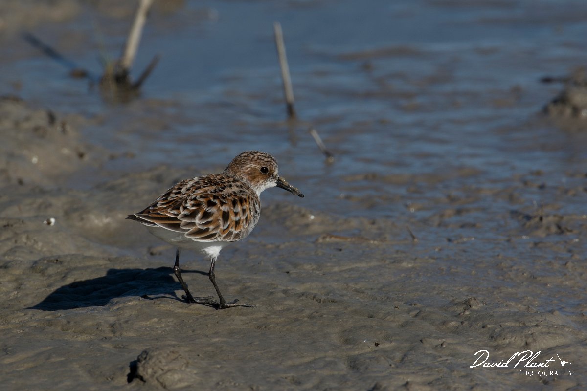 DPPhotography - Mallorca - Little stint - M.jpg - Little stint - s'Albufera, Mallorca