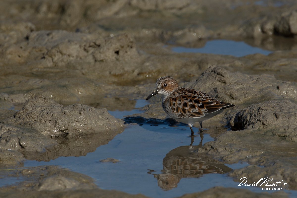 DPPhotography - Mallorca - Little stint - O.jpg - Little stint - s'Albufera, Mallorca
