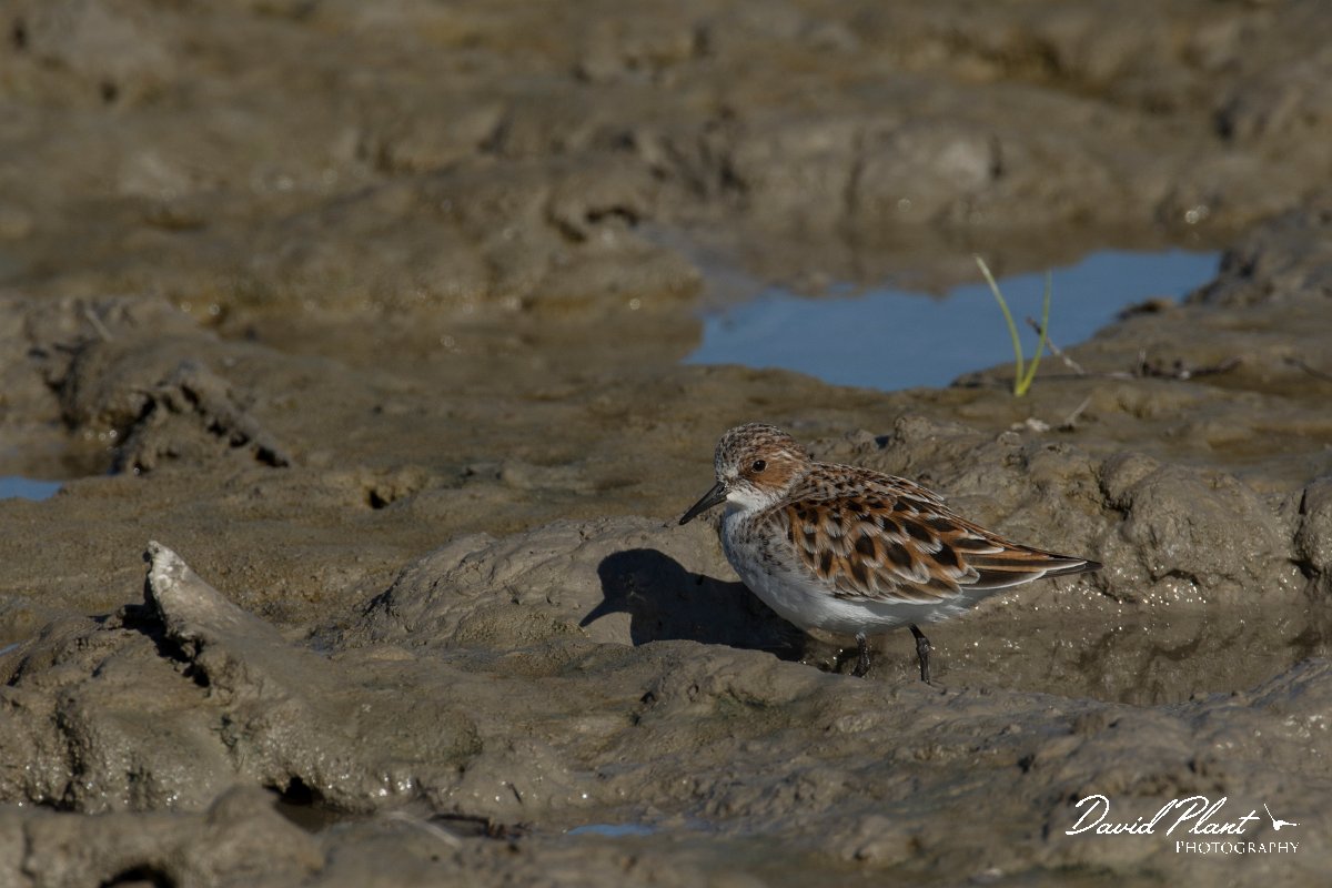 DPPhotography - Mallorca - Little stint - P.jpg - Little stint - s'Albufera, Mallorca