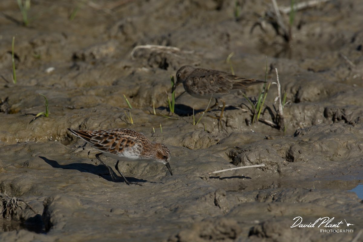 DPPhotography - Mallorca - Little stint - Q.jpg - Little stint - s'Albufera, Mallorca