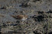 DPPhotography - Mallorca - Little stint - A