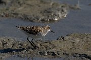DPPhotography - Mallorca - Little stint - B