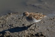 DPPhotography - Mallorca - Little stint - F