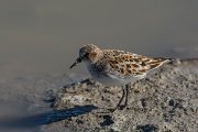 DPPhotography - Mallorca - Little stint - H