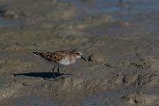 DPPhotography - Mallorca - Little stint - J