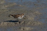 DPPhotography - Mallorca - Little stint - K