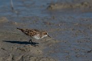 DPPhotography - Mallorca - Little stint - L