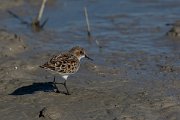 DPPhotography - Mallorca - Little stint - M