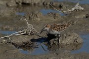 DPPhotography - Mallorca - Little stint - N