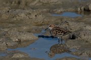 DPPhotography - Mallorca - Little stint - O
