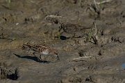 DPPhotography - Mallorca - Little stint - Q