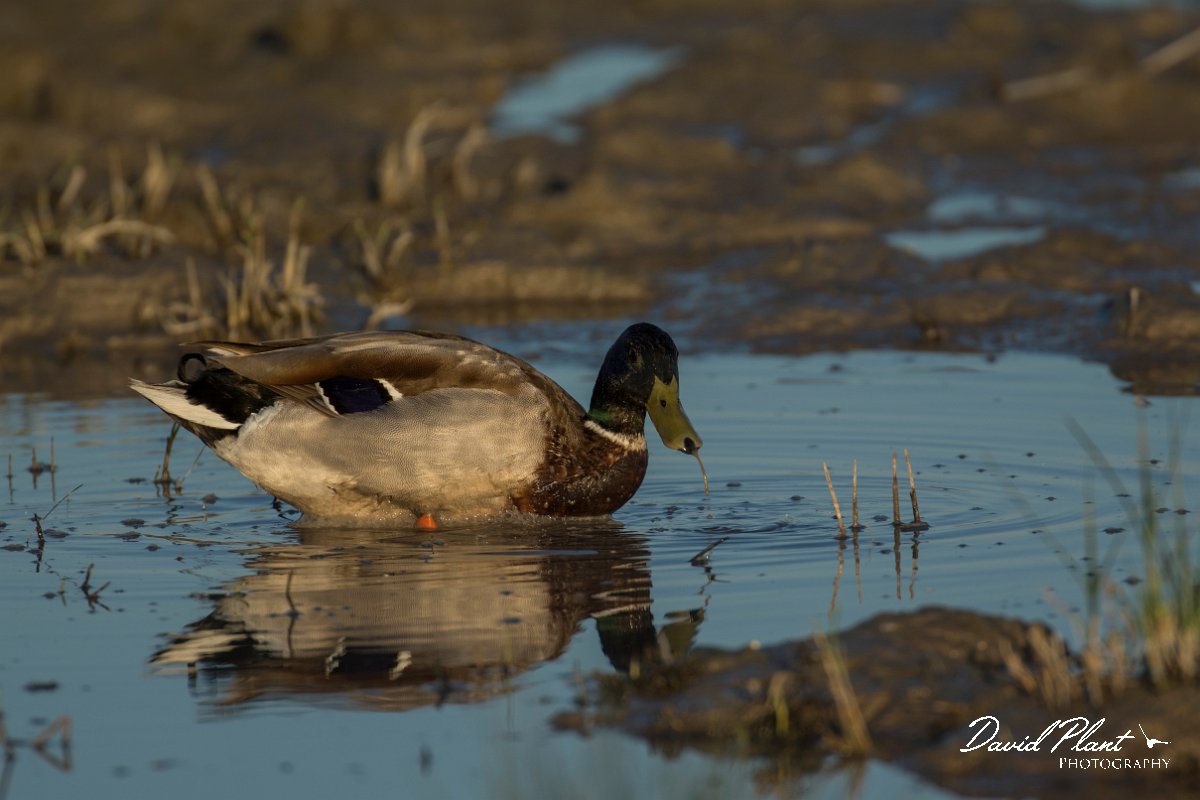 DPPhotography - Mallorca - Mallard - A.jpg - Mallard - s'Albufera, Mallorca