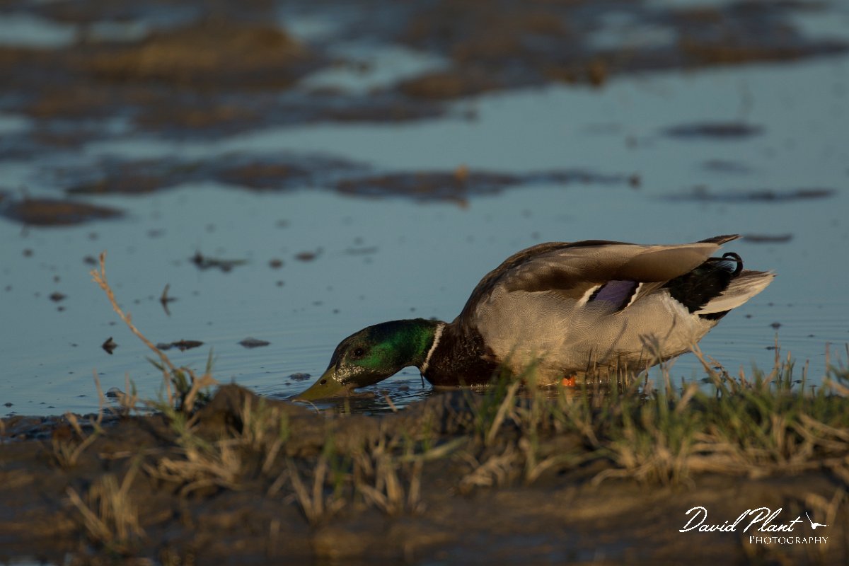 DPPhotography - Mallorca - Mallard - B.jpg - Mallard - s'Albufera, Mallorca