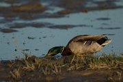 DPPhotography - Mallorca - Mallard - B
