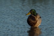 DPPhotography - Mallorca - Mallard - C