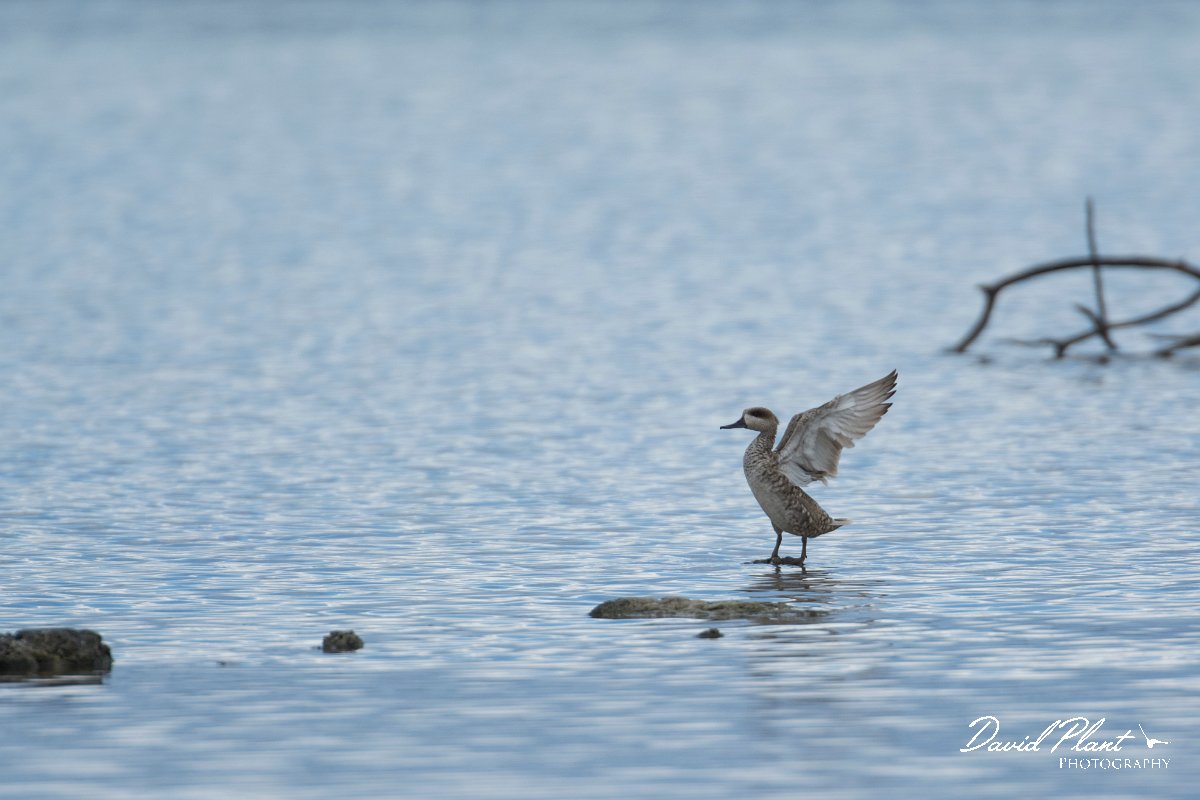 DPPhotography - Mallorca - Marbled duck - A.jpg - Marbled duck - s'Albufera, Mallorca