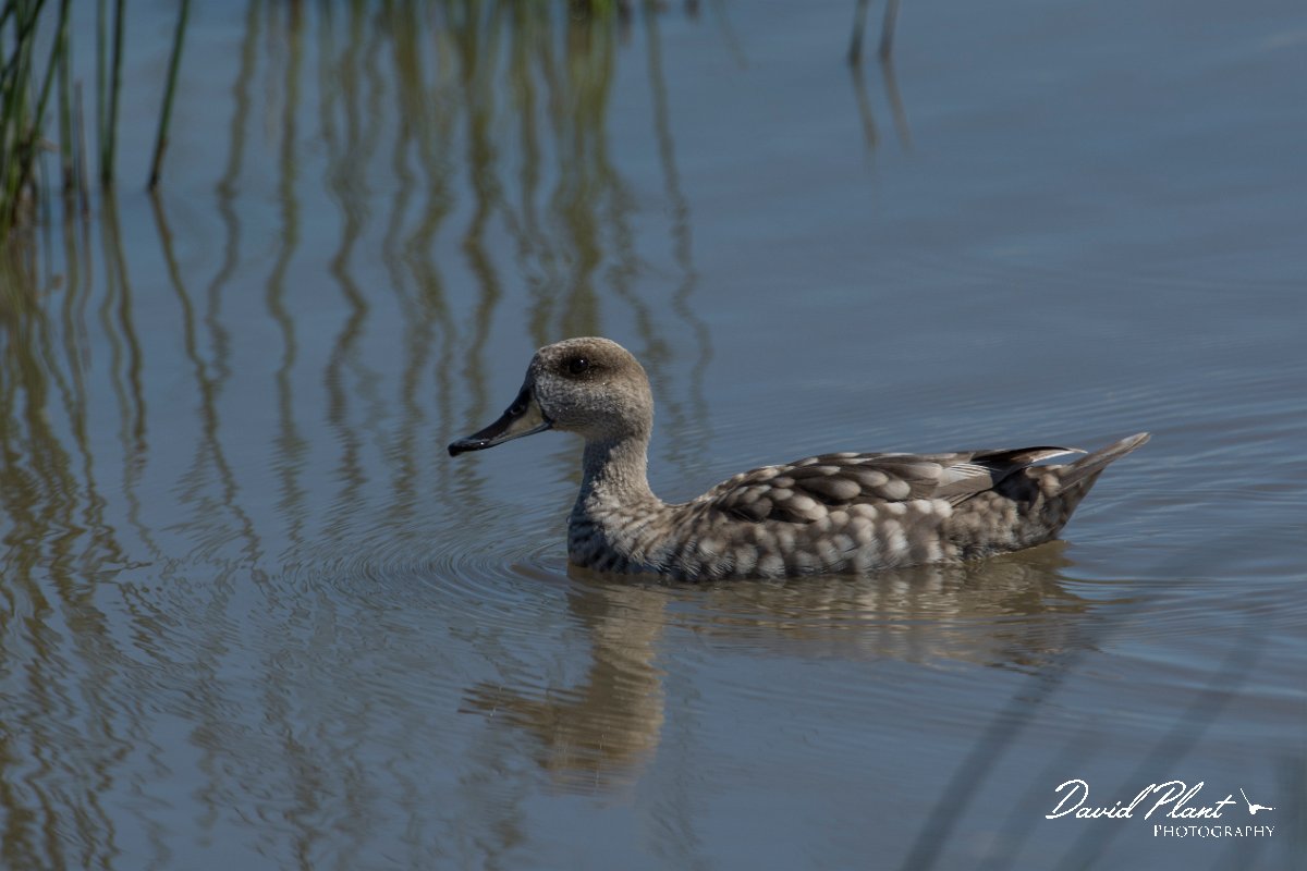 DPPhotography - Mallorca - Marbled duck - B.jpg - Marbled duck - s'Albufera, Mallorca