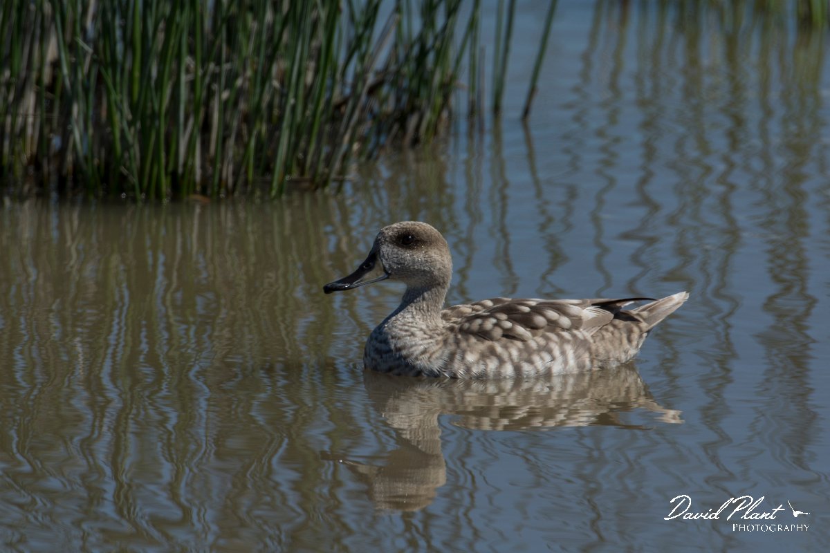 DPPhotography - Mallorca - Marbled duck - C.jpg - Marbled duck - s'Albufera, Mallorca