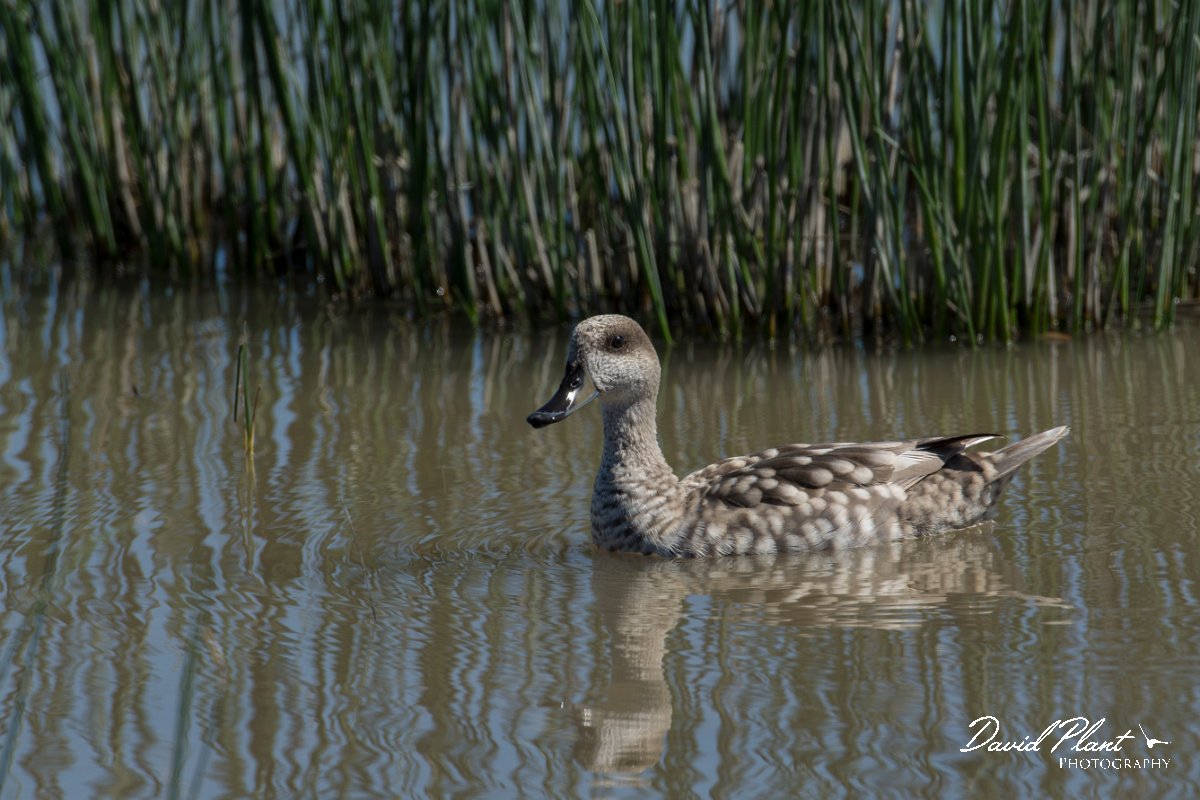 DPPhotography - Mallorca - Marbled duck - D.jpg - Marbled duck - s'Albufera, Mallorca