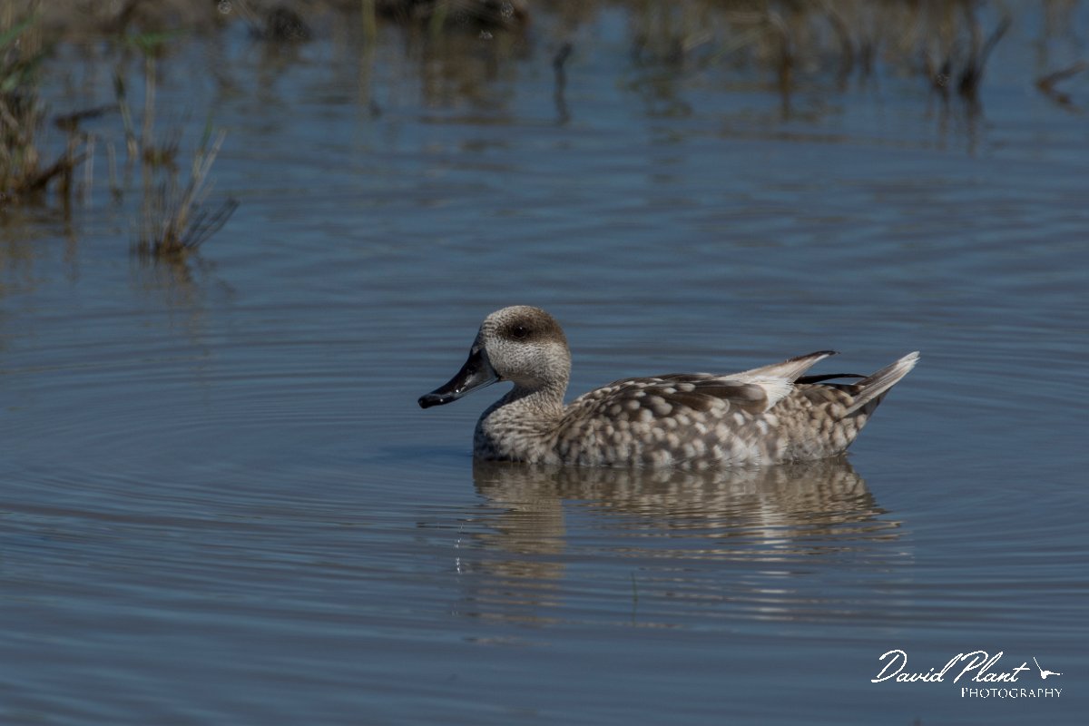 DPPhotography - Mallorca - Marbled duck - E.jpg - Marbled duck - s'Albufera, Mallorca