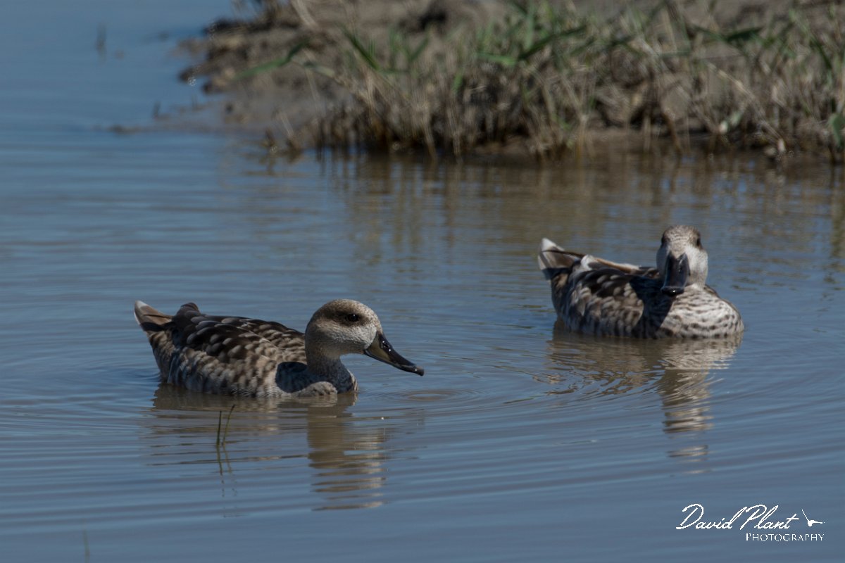 DPPhotography - Mallorca - Marbled duck - F.jpg - Marbled duck - s'Albufera, Mallorca