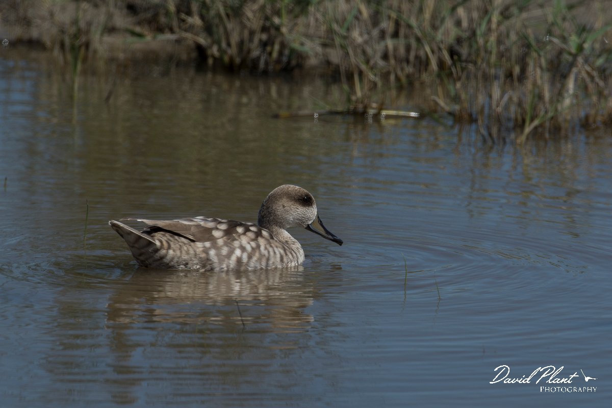 DPPhotography - Mallorca - Marbled duck - G.jpg - Marbled duck - s'Albufera, Mallorca