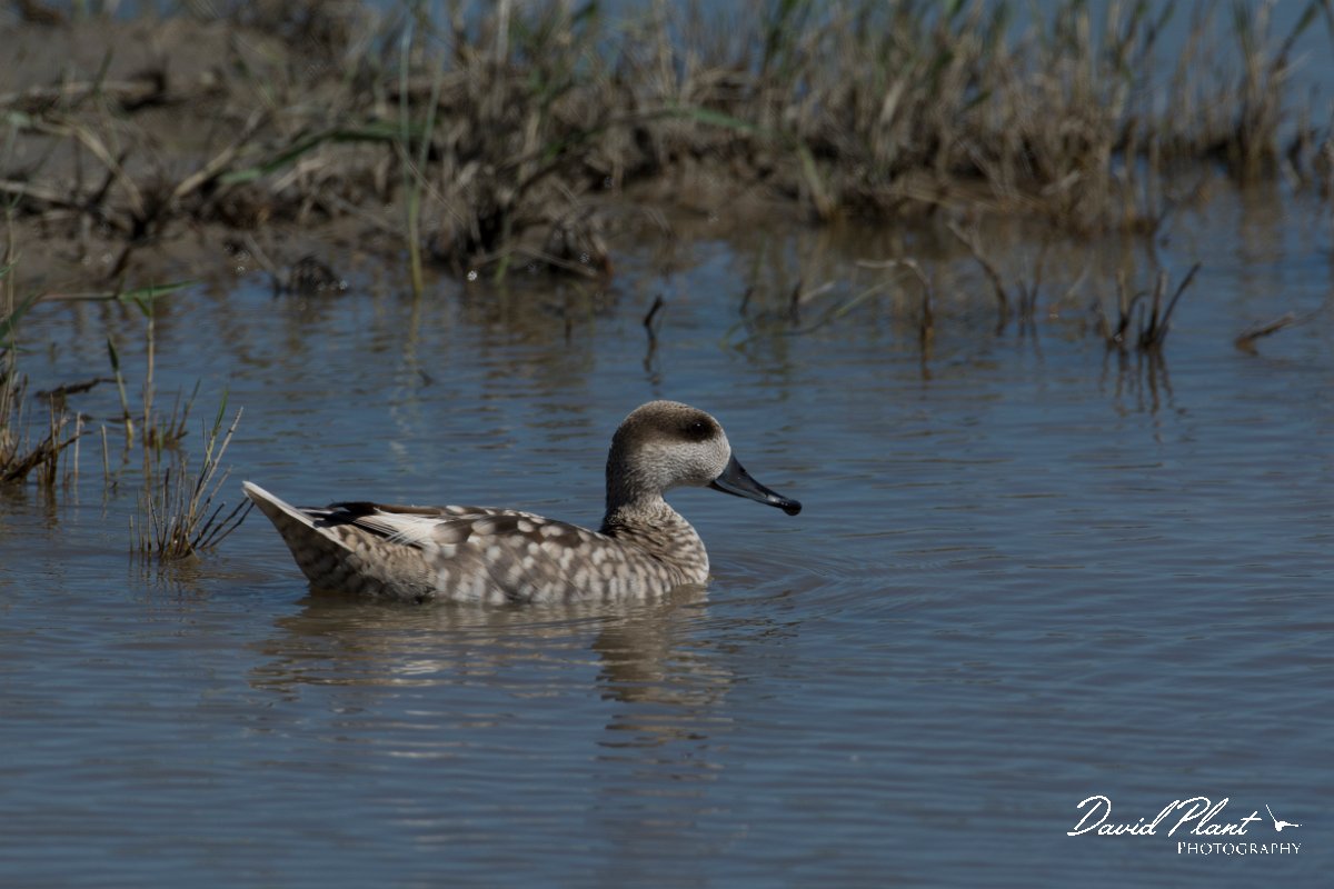 DPPhotography - Mallorca - Marbled duck - H.jpg - Marbled duck - s'Albufera, Mallorca