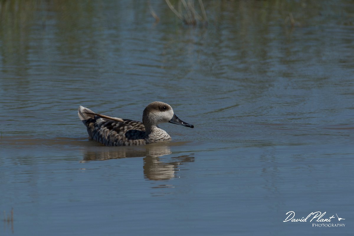 DPPhotography - Mallorca - Marbled duck - I.jpg - Marbled duck - s'Albufera, Mallorca