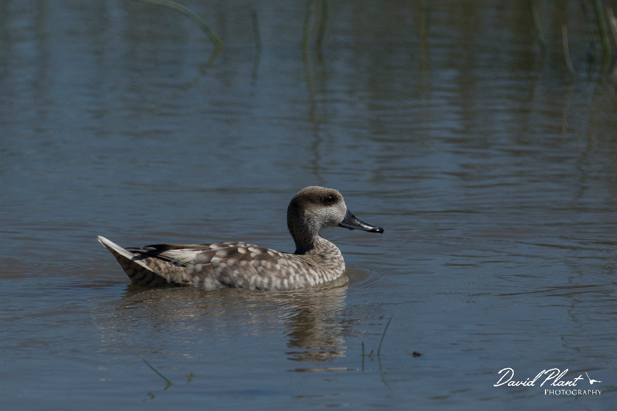 DPPhotography - Mallorca - Marbled duck - J.jpg - Marbled duck - s'Albufera, Mallorca