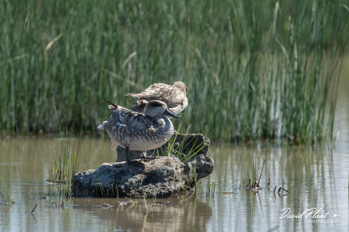 DPPhotography - Mallorca - Marbled duck - K.jpg - Marbled duck - s'Albufera, Mallorca