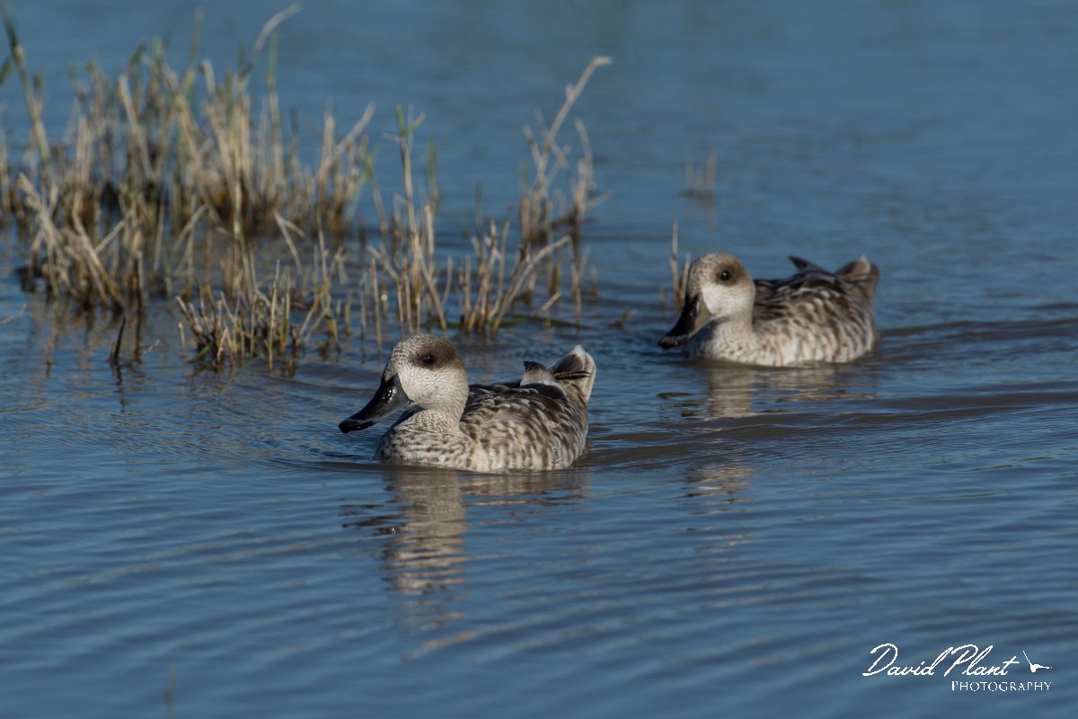 DPPhotography - Mallorca - Marbled duck - L.jpg - Marbled duck - s'Albufera, Mallorca