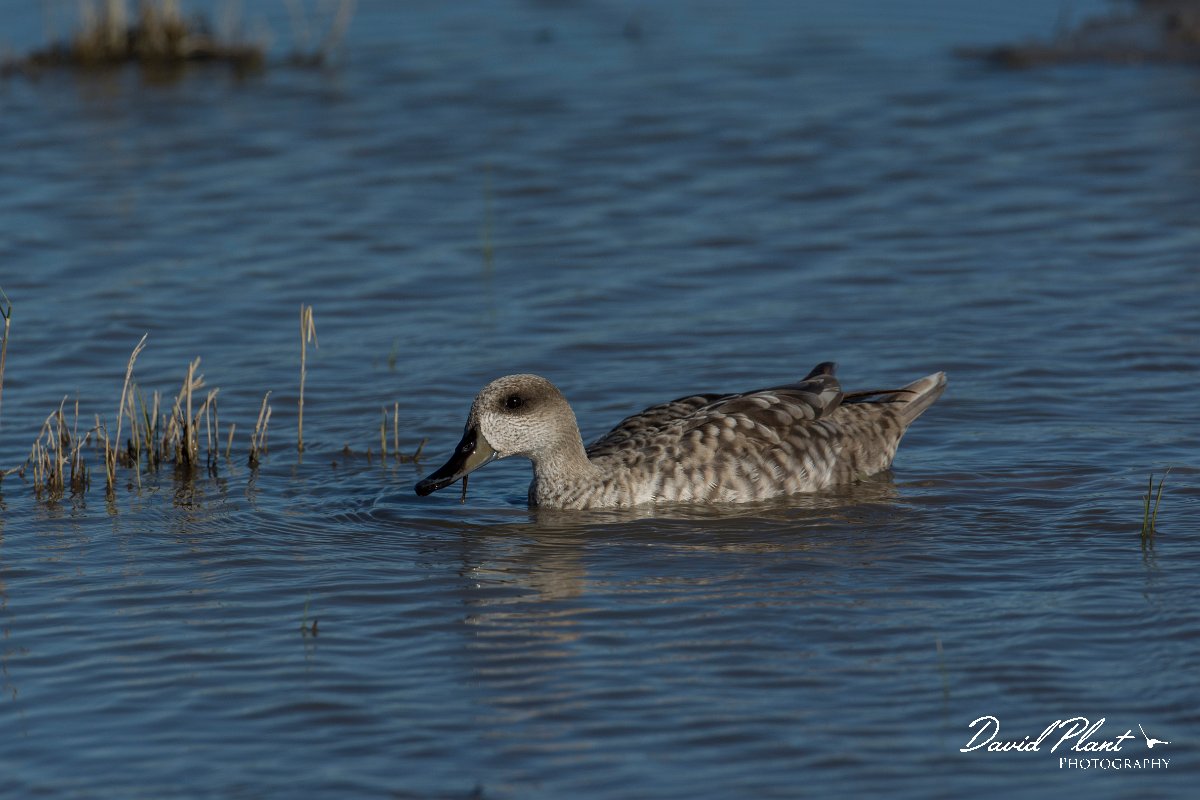 DPPhotography - Mallorca - Marbled duck - M.jpg - Marbled duck - s'Albufera, Mallorca