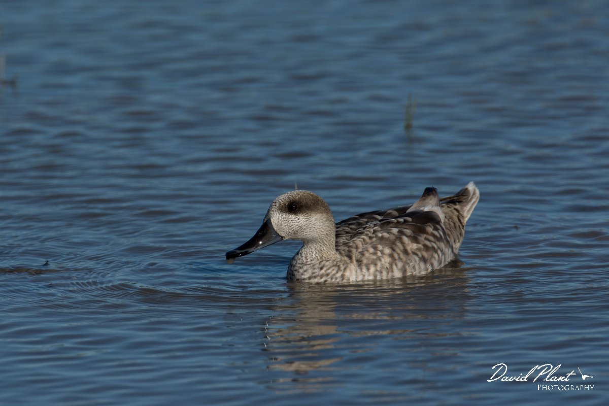 DPPhotography - Mallorca - Marbled duck - N.jpg - Marbled duck - s'Albufera, Mallorca