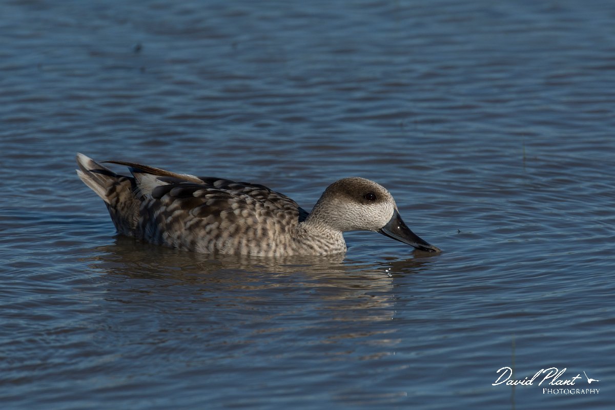 DPPhotography - Mallorca - Marbled duck - O.jpg - Marbled duck - s'Albufera, Mallorca