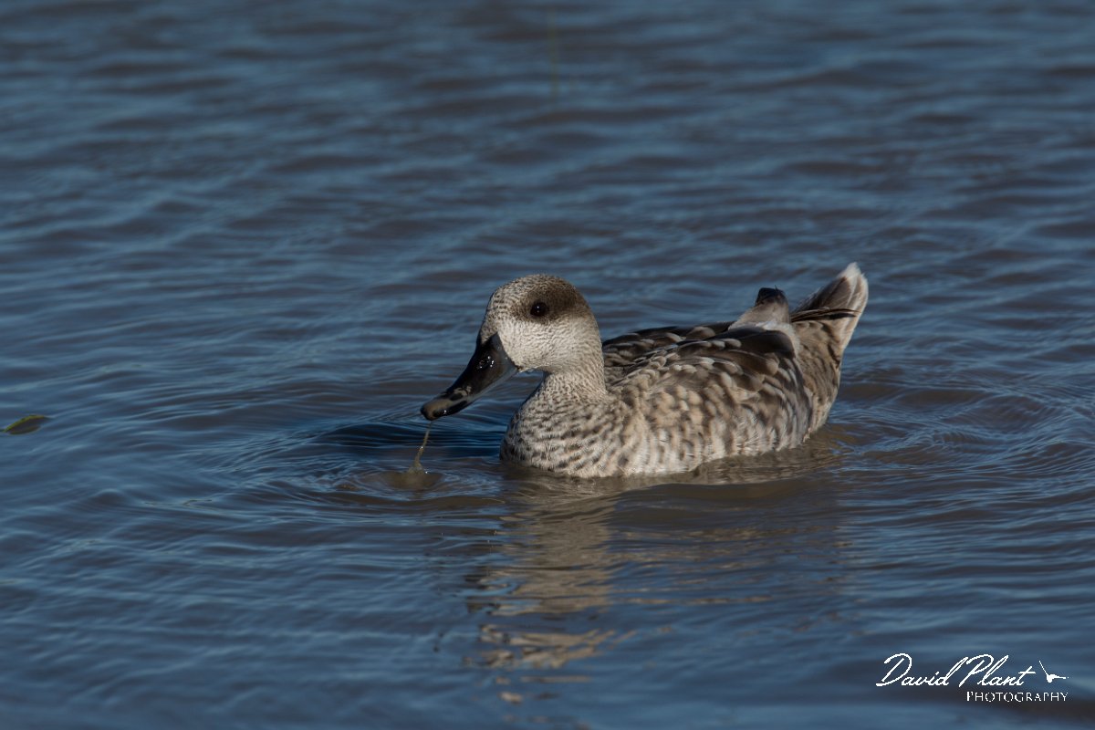 DPPhotography - Mallorca - Marbled duck - P.jpg - Marbled duck - s'Albufera, Mallorca