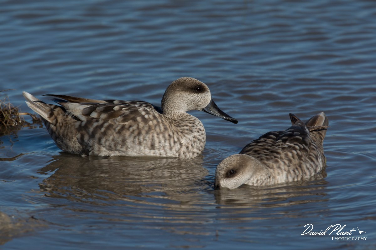 DPPhotography - Mallorca - Marbled duck - Q.jpg - Marbled duck - s'Albufera, Mallorca