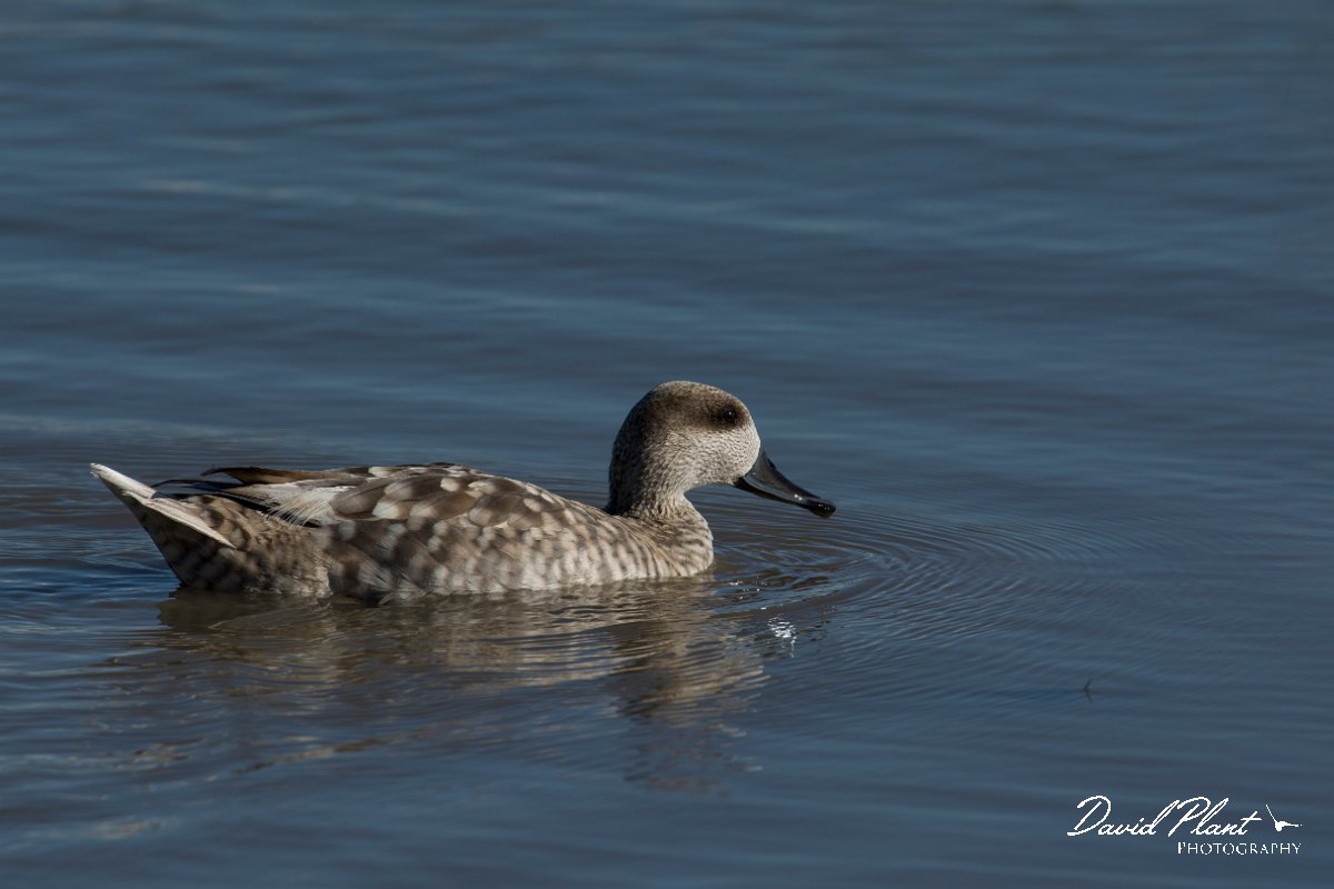 DPPhotography - Mallorca - Marbled duck - R.jpg - Marbled duck - s'Albufera, Mallorca