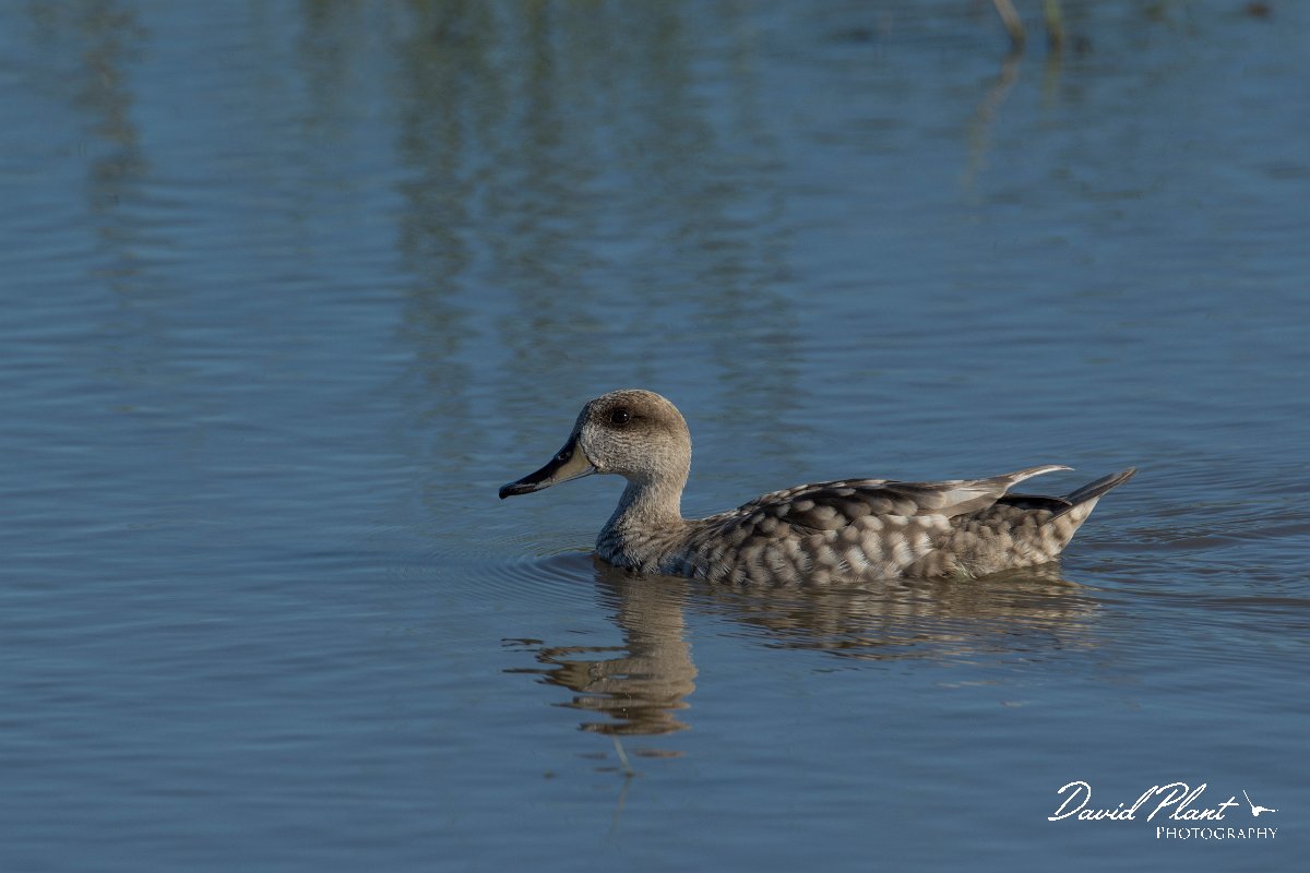 DPPhotography - Mallorca - Marbled duck - S.jpg - Marbled duck - s'Albufera, Mallorca