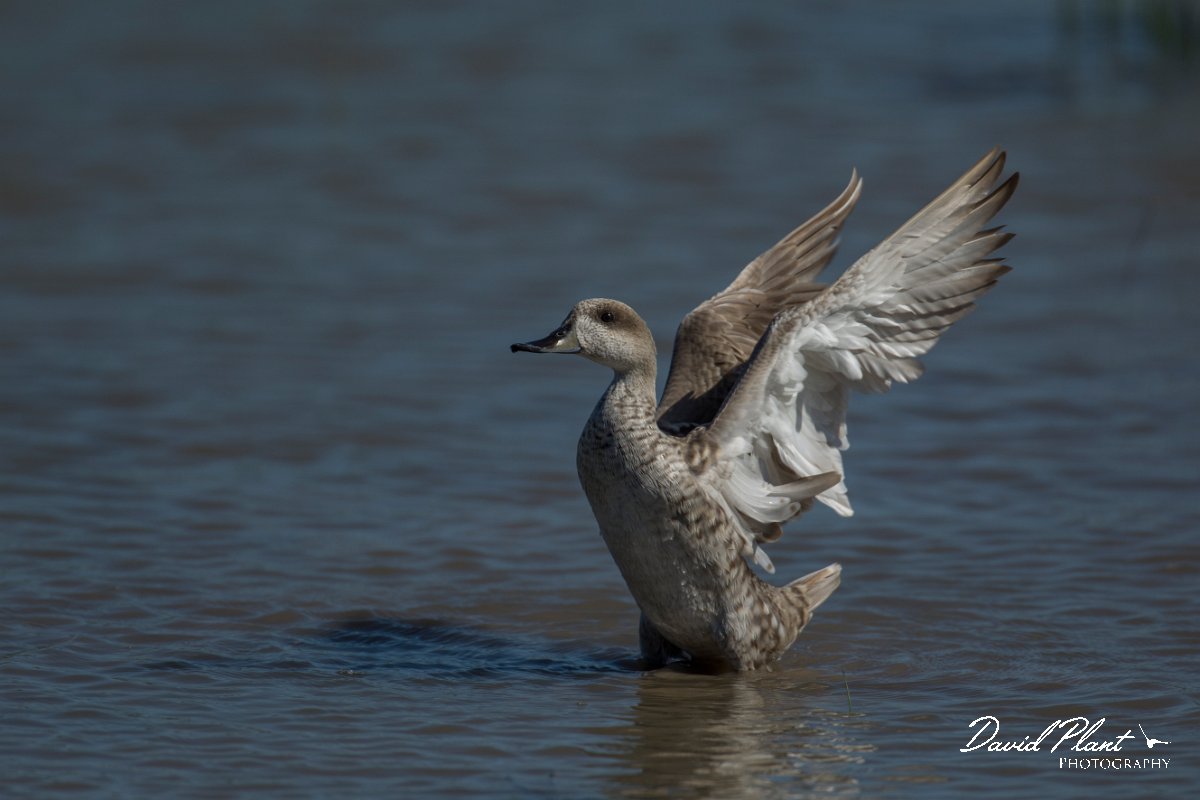 DPPhotography - Mallorca - Marbled duck - T.jpg - Marbled duck - s'Albufera, Mallorca